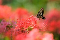 彼岸花見頃～吉見さくら堤公園