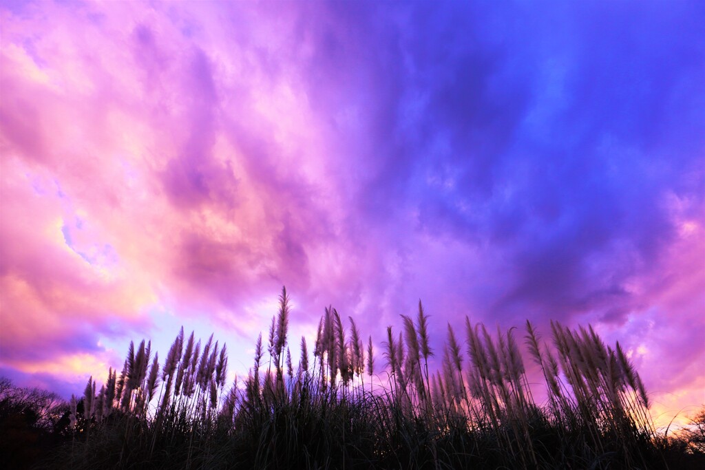 Pampas grass