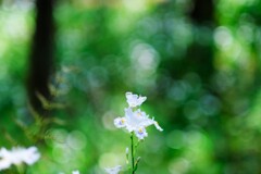 シャガの森～七国山薬王寺