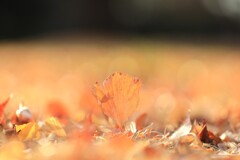 昭和記念公園の冬～落葉1