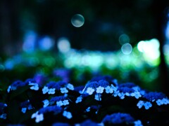 小平あじさい公園