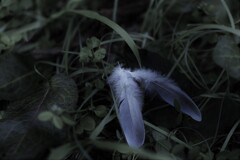 feather