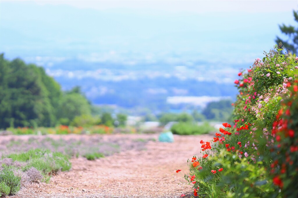 poppy rose road
