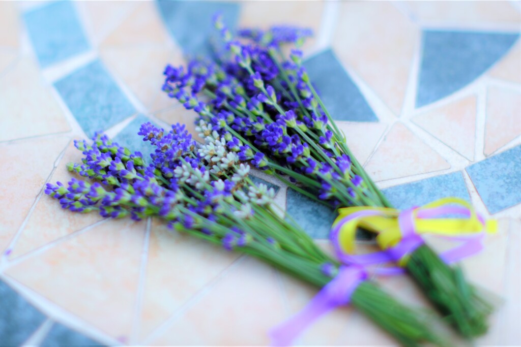 ラベンダー～夢ハーベスト農場