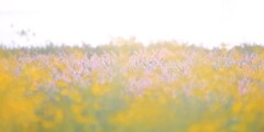 ヤナギバヒマワリアメジストセージ～鼻高展望花の丘2