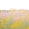 ヤナギバヒマワリアメジストセージ～鼻高展望花の丘2
