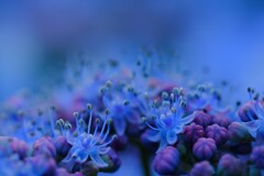 紫陽花～花菜ガーデン7