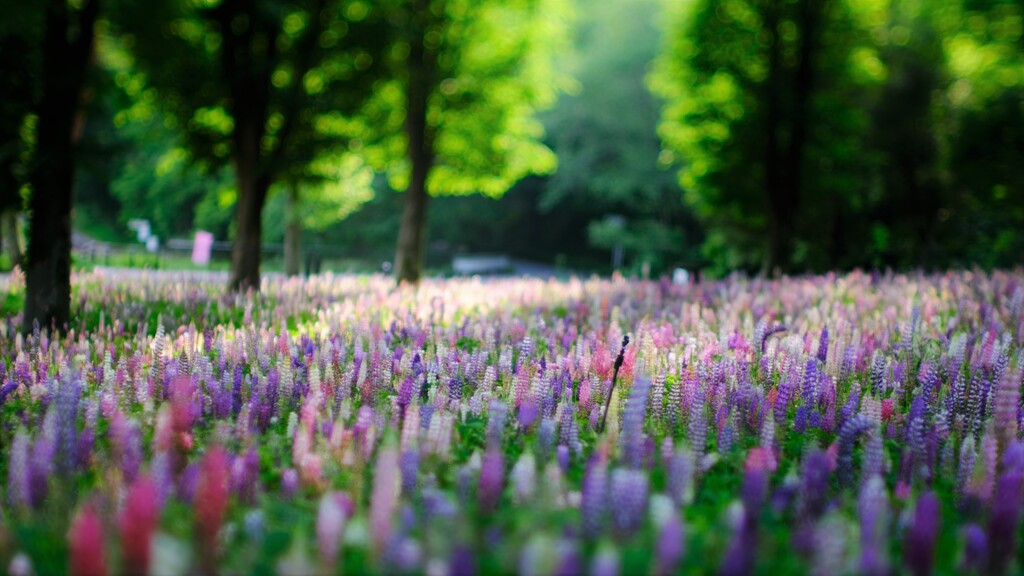 ルピナス～森林公園