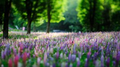 ルピナス~森林公園 ルピナス~森林公園