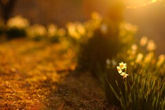 水仙～佐久間ダム湖親水公園2