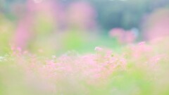 森林公園～赤蕎麦