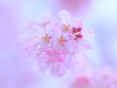雨枝垂れ桜1