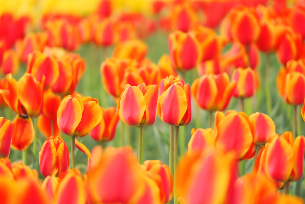 Tulips