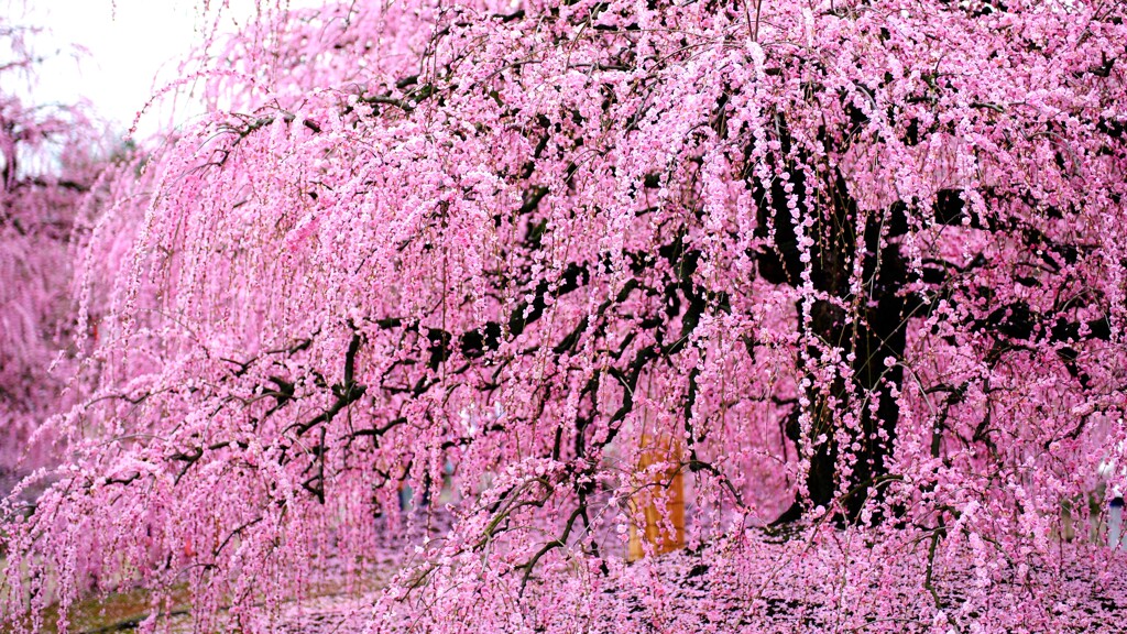 曇梅～鈴鹿の森庭園-1