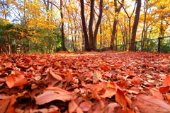 fallen leaves