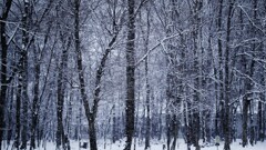 snow tree～雪の林