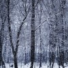 snow tree～雪の林