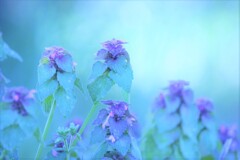 lamium purpureum