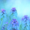 lamium purpureum