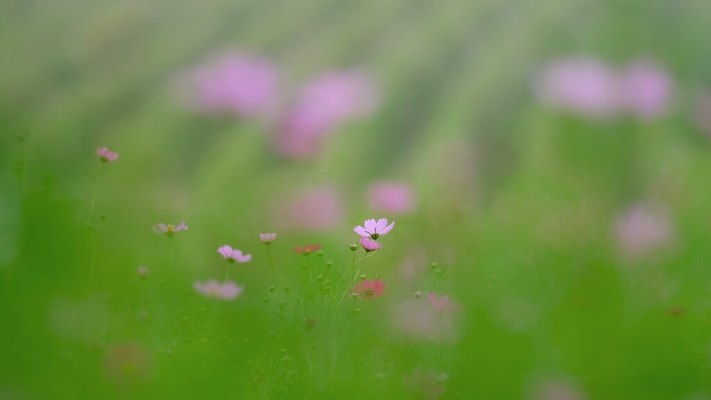 コスモス～内山牧場咲き始め