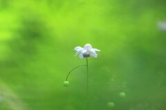 レンゲショウマ～赤城自然園5