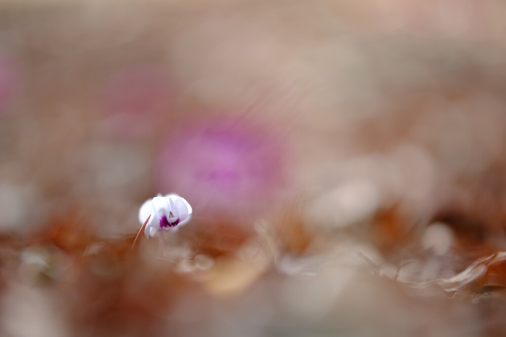 原種シクラメン～みずほエコパーク2