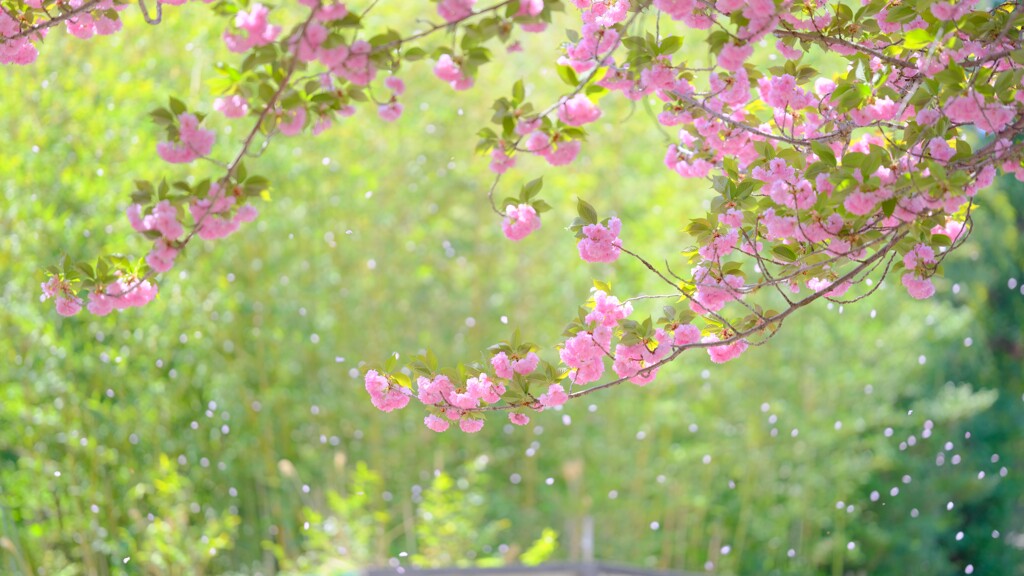 八重桜～散り始め、、