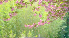 八重桜～散り始め、、
