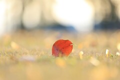 みずほエコパーク～落葉1