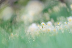 をくづれ水仙峡・佐久間ダム１