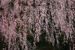 枝垂桜～高麗神社