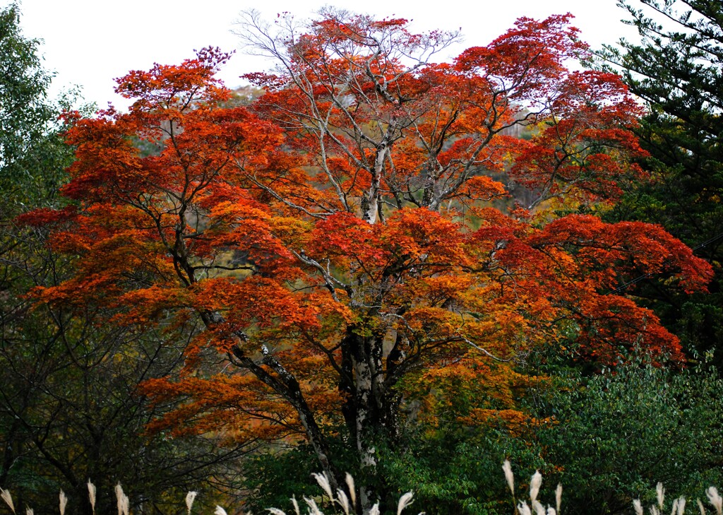 一本紅葉～赤城山覚満淵