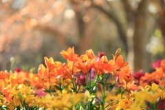 昭和記念公園の冬～ウィンターリリー2