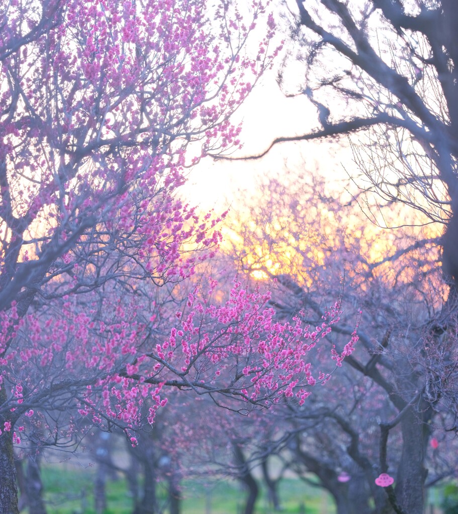 紅梅～府中郷土の森博物館１
