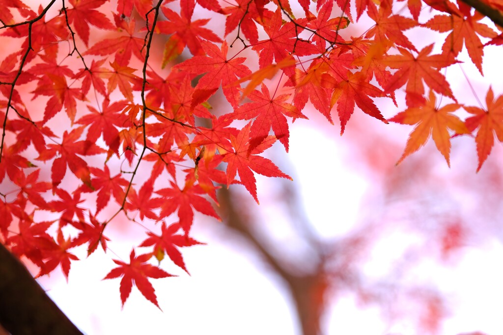 みずほエコパーク6～モミジ紅葉