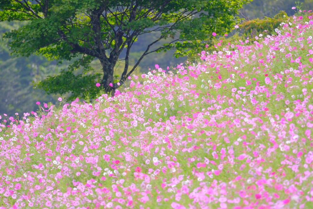 コスモス園