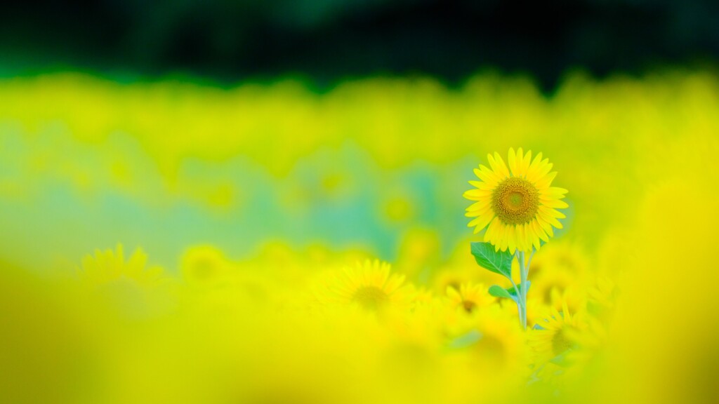 くりはま花の国ひまわり