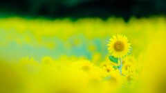 くりはま花の国ひまわり