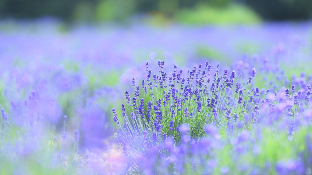 lavender