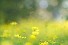 レモンブライト～昭和記念公園コスモス見頃開始