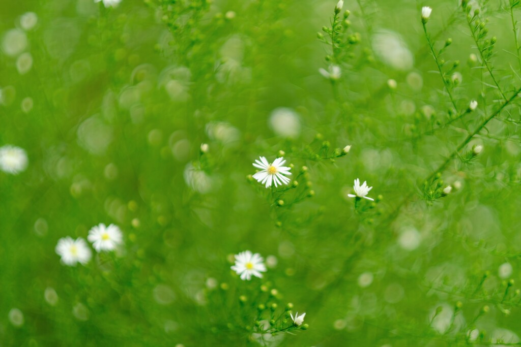 colors white in green