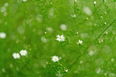 colors white in green