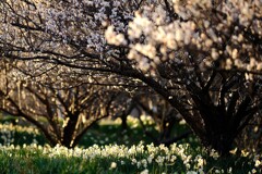 水仙～佐久間ダム湖親水公園1
