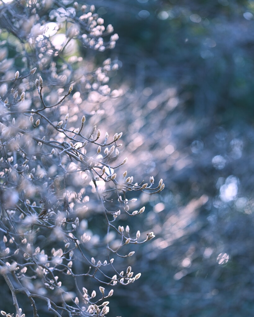 ハクオクレン～新宿御苑