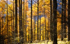 小海線沿線の秋~カラマツ 小海線沿線の秋~カラマツ