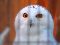 Snowy Owl