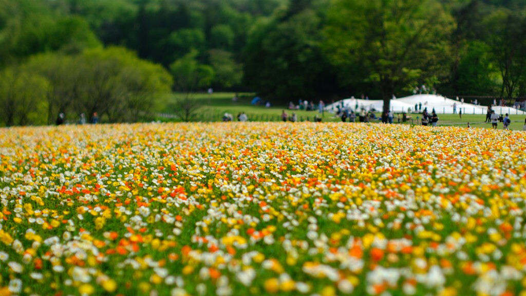ポピー～森林公園1