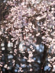 枝垂桜～みずほエコパーク