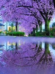 雨の桜街道4