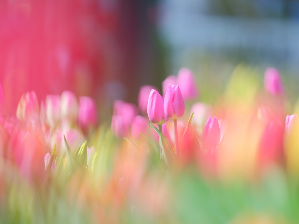 花菜ガーデン～アイスチューリップ１